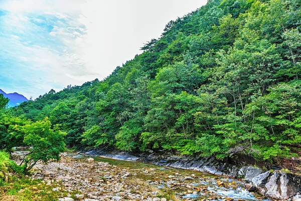 Flod i bergskog i Korea — Stockfoto