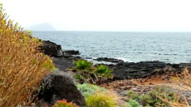 Vahşi taş ve kaya kıyı ya da okyanus veya deniz bitkileri ile Sahil
