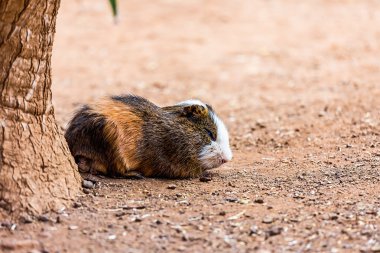 Yerdeki kobay faresi
