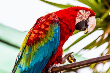 Kırmızı Amerika papağanı veya Ara cockatoos papağan
