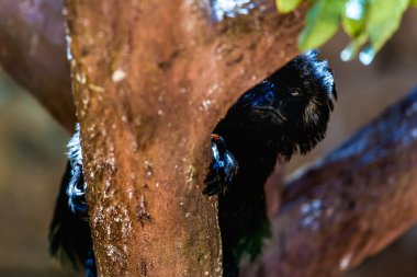 Ağaç üzerinde siyah maymun