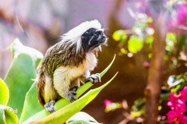 Monkey titi cotton-top tamarin clipart