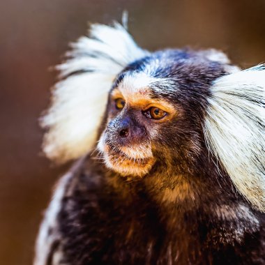 Maymun beyaz Tufted marmoset