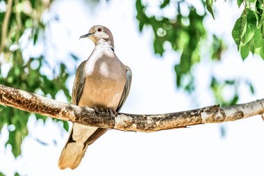 Beyaz - kanatlı güvercin veya güvercin