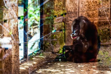 Maymun dril Hayvanat Bahçesi hücre