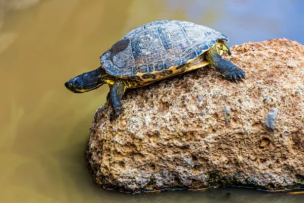 Tartaruga ou tartaruga — Fotografia de Stock