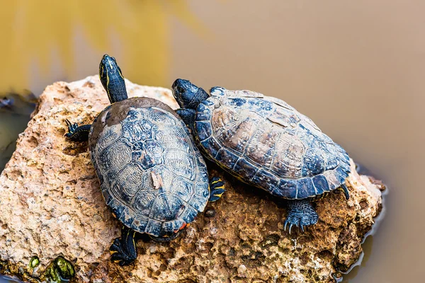 Tartarugas ou tartarugas — Fotografia de Stock