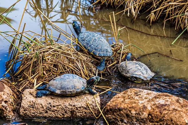 Tartarugas ou tartarugas no pântano — Fotografia de Stock