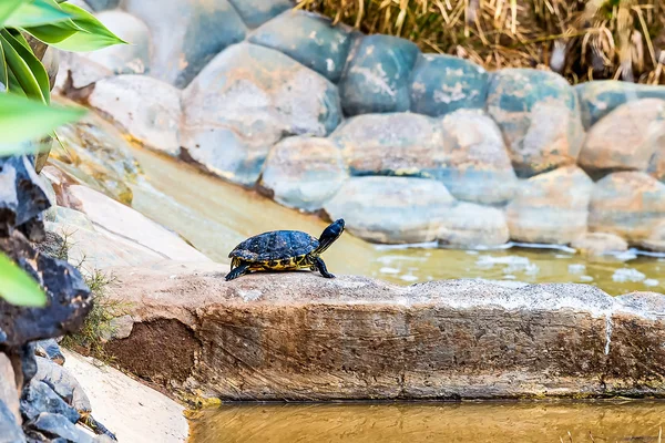 Tartaruga ou tartaruga em pedra — Fotografia de Stock