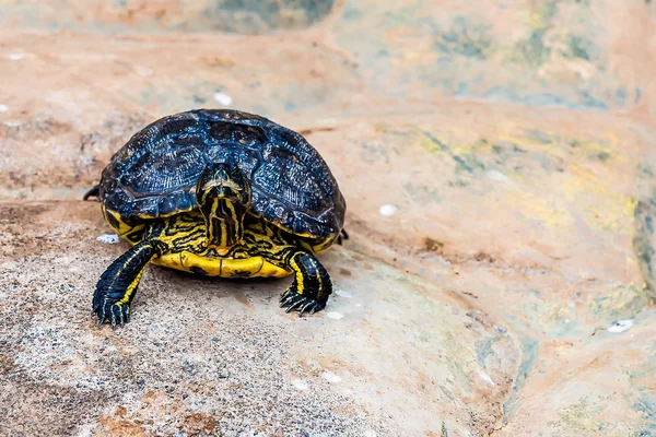 Turtle or tortoise — Stock Photo, Image