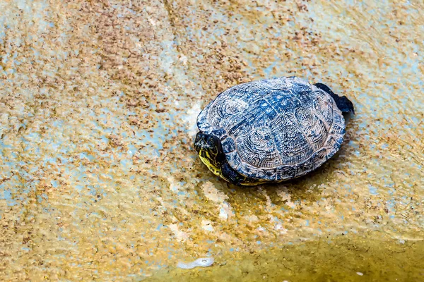Tartaruga ou tartaruga na costa de pedra — Fotografia de Stock