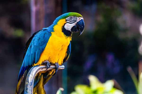 Blue and Gold or yellow Macaw parrot — Stock Photo, Image