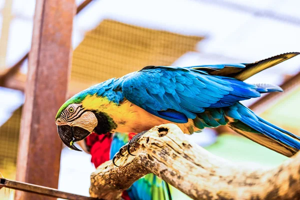 Blue and Gold or yellow Macaw parrot — Stock Photo, Image