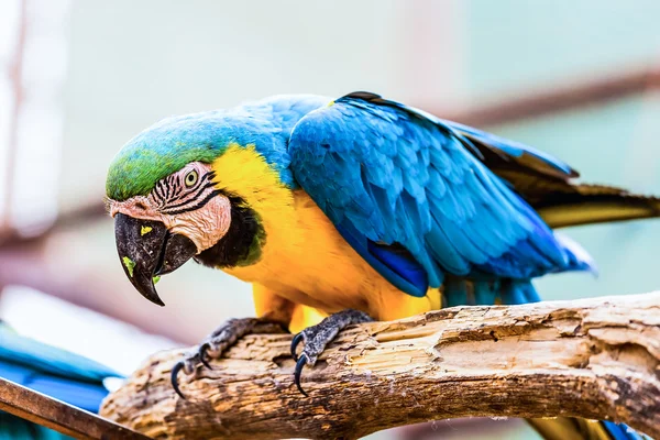 Blue and Gold or yellow Macaw parrot — Stock Photo, Image