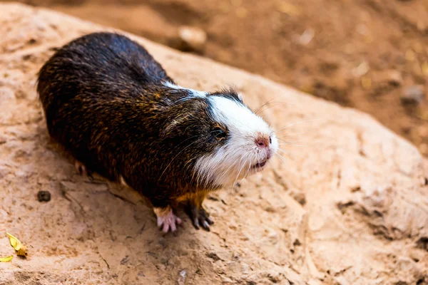 Guinea pig on stone — Stock Photo, Image