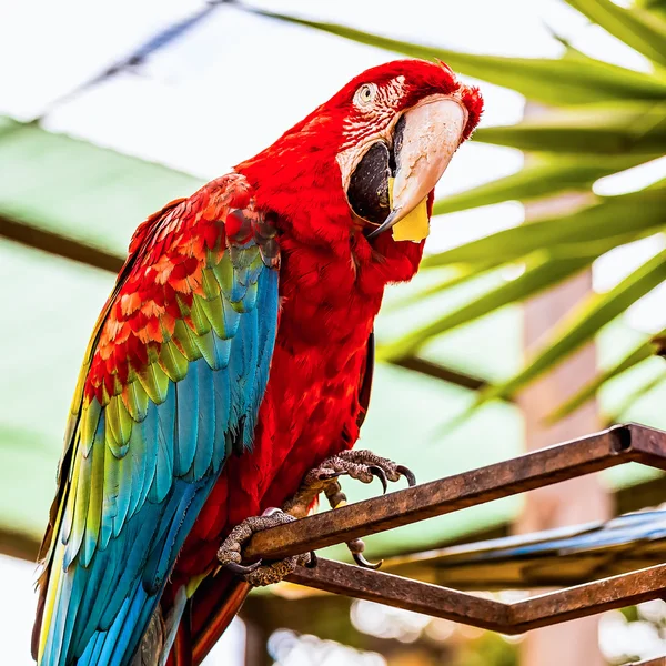 Röd Ara eller Ara kakaduor papegoja — Stockfoto