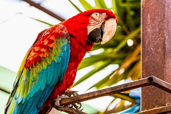 Red Macaw or Ara cockatoos parrot — Stock Photo, Image