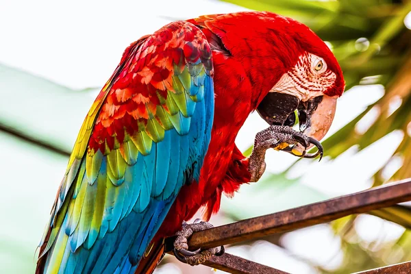Red Macaw or Ara cockatoos parrot — Stock Photo, Image