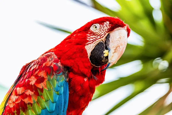 Red Macaw or Ara cockatoos parrot closeup — Stock Photo, Image