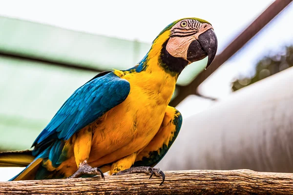 Blue and Gold or yellow Macaw parrot — Stock Photo, Image