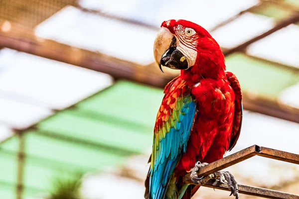 Red Macaw or Ara cockatoos parrot — Stock Photo, Image