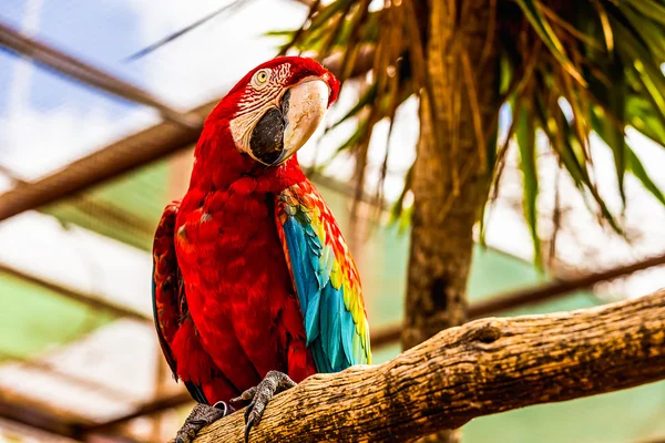 Red Macaw or Ara cockatoos parrot — Stock Photo, Image