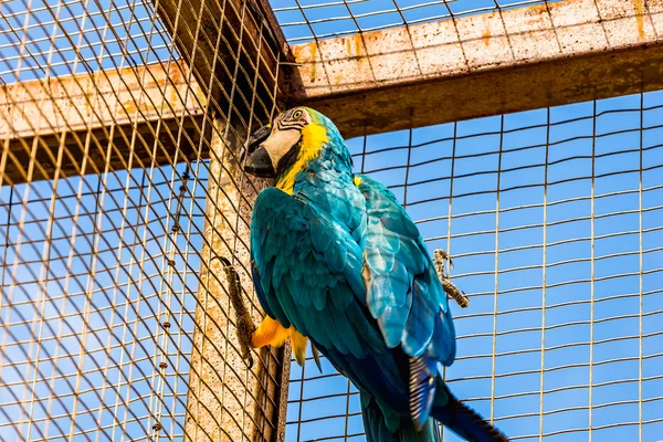 Blue and Gold or yellow Macaw parrot — Stock Photo, Image