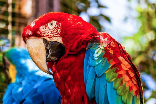 Red Macaw or Ara cockatoos parrot closeup — Stock Photo, Image