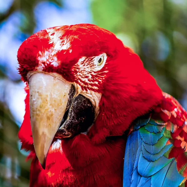 Red Macaw or Ara cockatoos parrot closeup — Stock Photo, Image