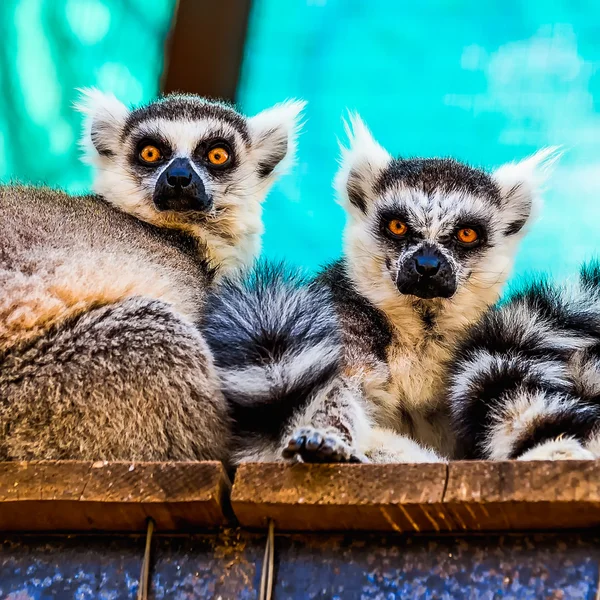 Lemuren — Stockfoto