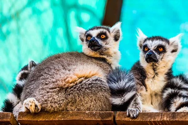Lemurs family — Stock Photo, Image