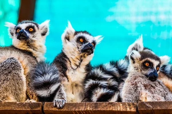 Lemury rodziny — Zdjęcie stockowe