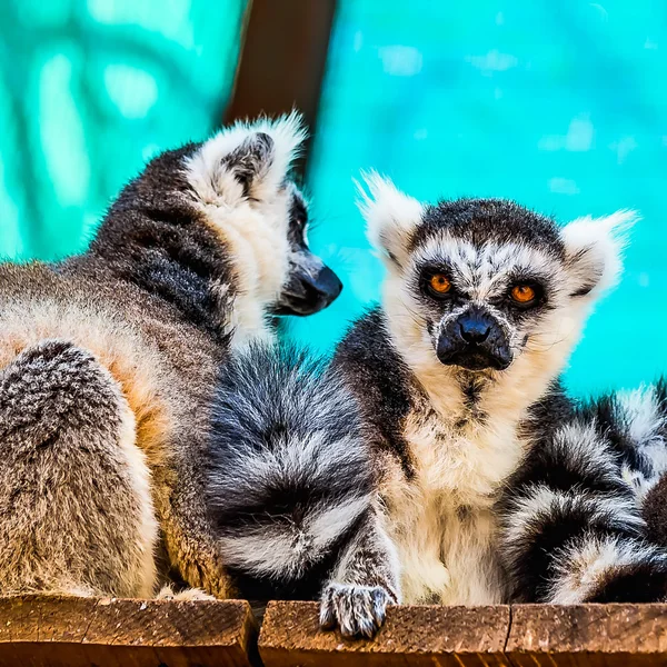 여우 원숭이 가족 — 스톡 사진