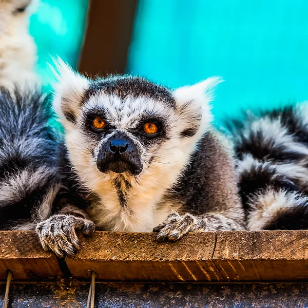 Zbliżenie zły lemur — Zdjęcie stockowe