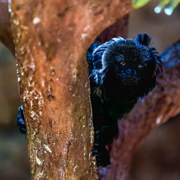 Черная обезьяна на дереве — стоковое фото