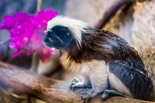 Maymun titi pamuk-üst pembe maymun — Stok fotoğraf