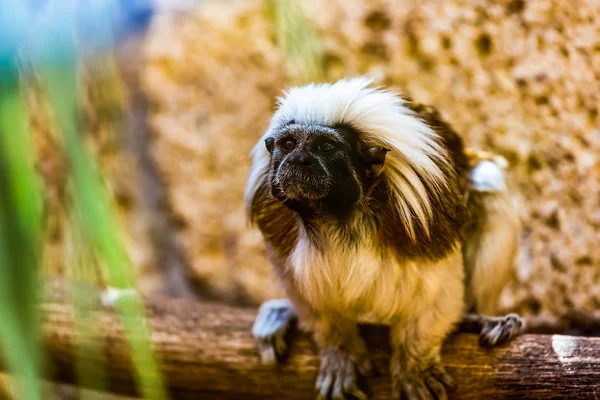 Monkey titi cotton-top tamarin — Stock Photo, Image