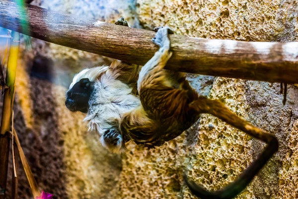 Monkey titi cotton-top tamarin — Stock Photo, Image