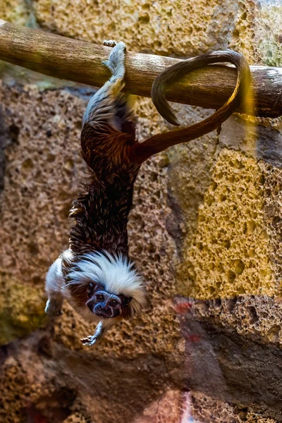 Monkey titi bavlny top tamarin — Stock fotografie