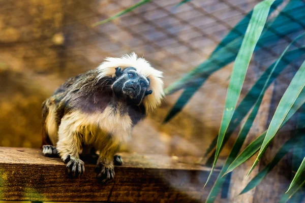 Monkey titi cotton-top tamarin — Stock Photo, Image