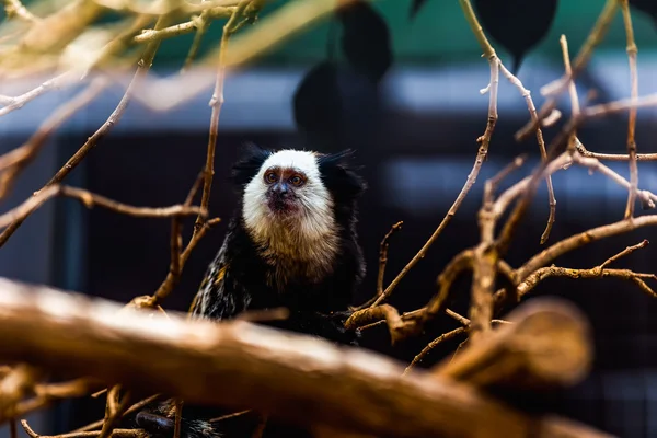 Mono capuchino de cara blanca — Foto de Stock