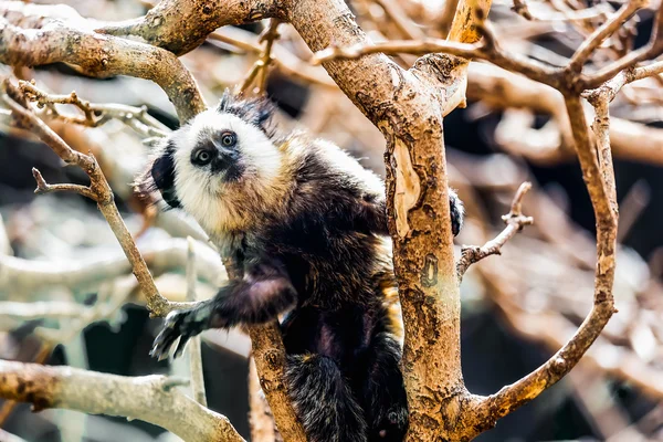 Monkey white-faced capuchin — Stock Photo, Image