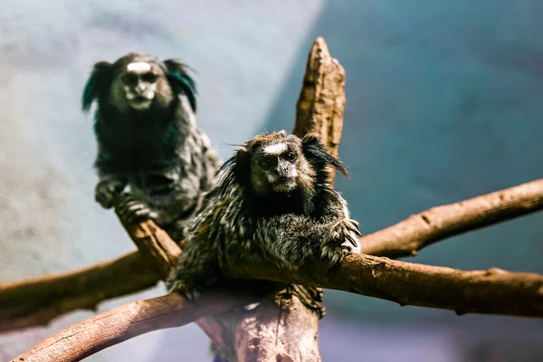 Marmoset preto-tufado de macacos — Fotografia de Stock