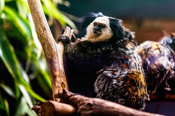 Kapuzineraffe mit weißem Gesicht — Stockfoto