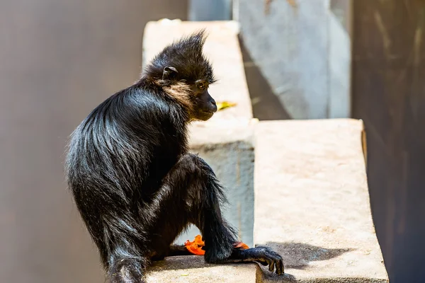 Schwarzer Affe — Stockfoto