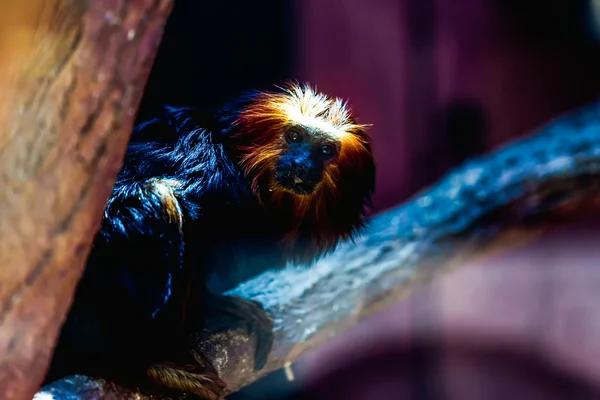 Mono negro titi león — Foto de Stock