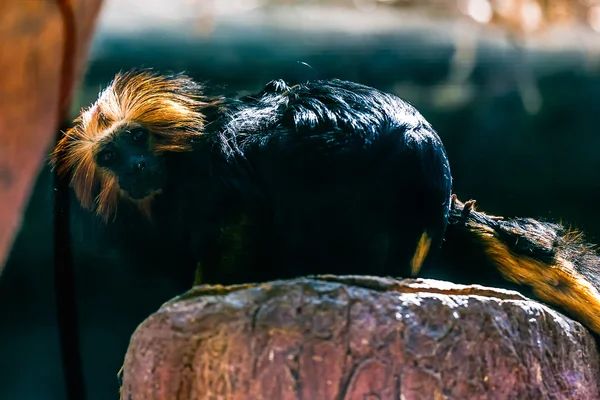 Schwarzer Affe titi leon — Stockfoto