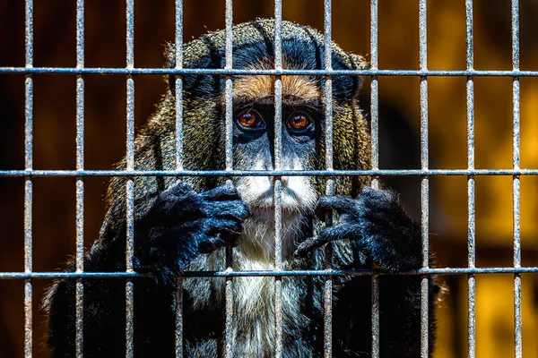 Mono mirando a través de la célula del zoológico — Foto de Stock