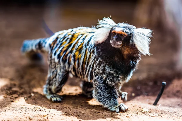 Monkey white tufted marmoset — Stock Photo, Image