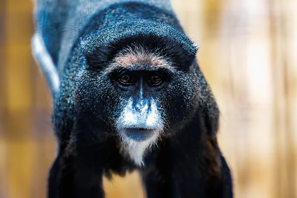 Schwarzer Affe im Zoo — Stockfoto